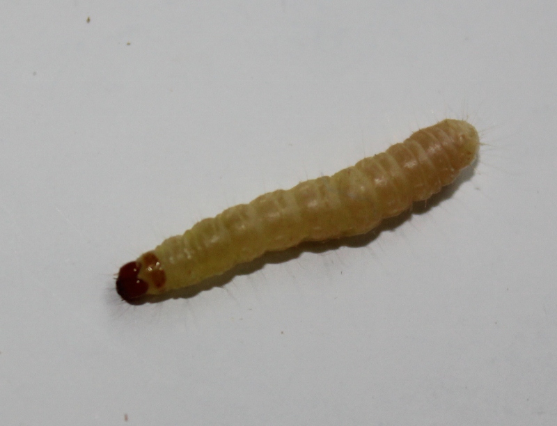 Indian Meal Moth Larvae Or Maggots
