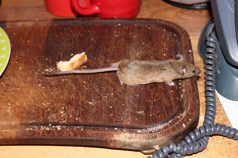 Mouse Control London 0800 955 2027 mouse damage and how to stop mice
