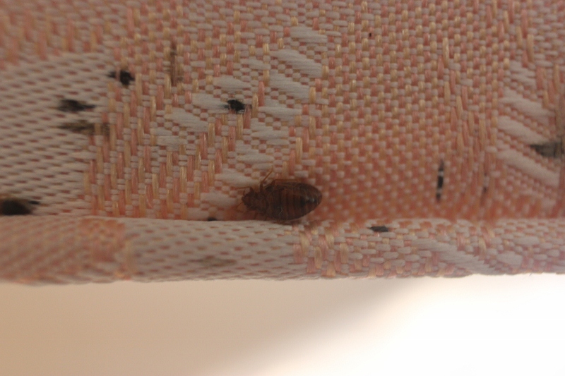 Bed bug droppings on your bed or are they just marks