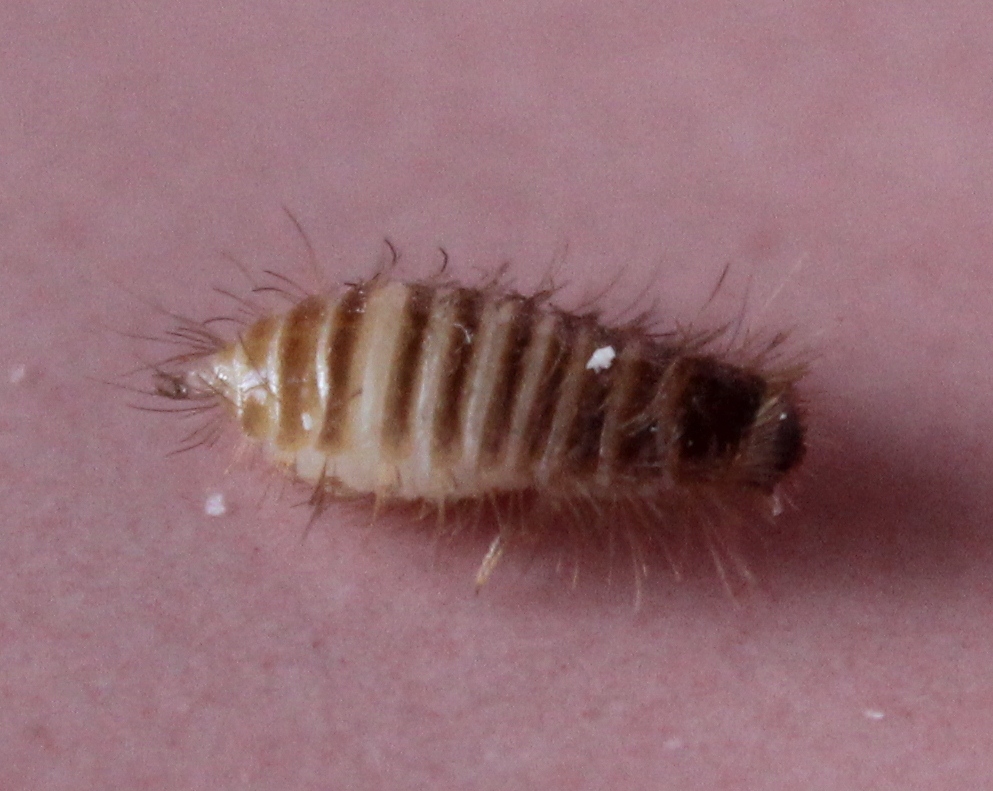 Carpet Beetle Control London 0800 955 2027 controlling carpet beetles ...