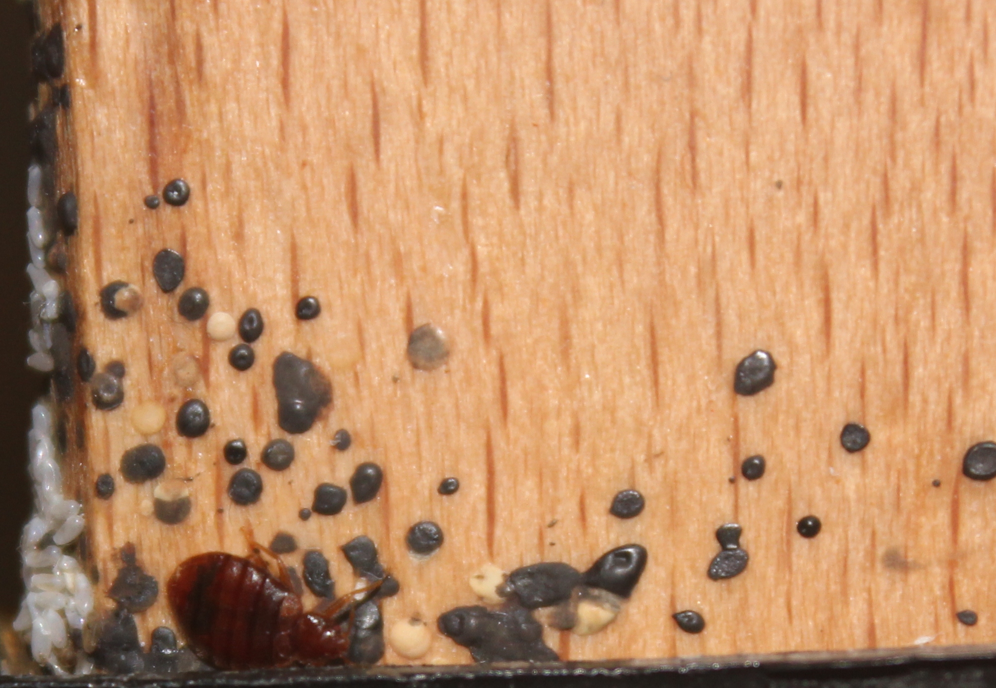 Bed Bugs with Bed Bug Feces