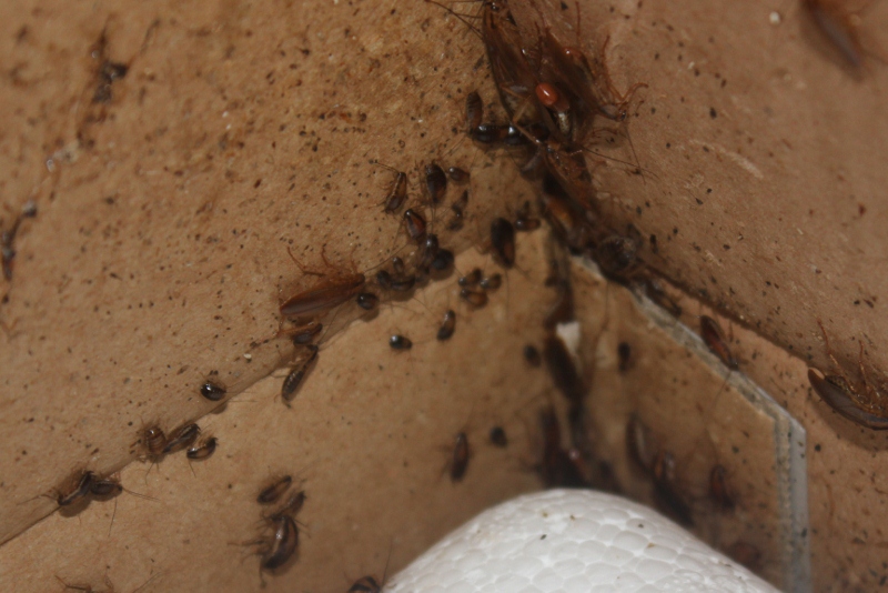 German Cockroach Nymph